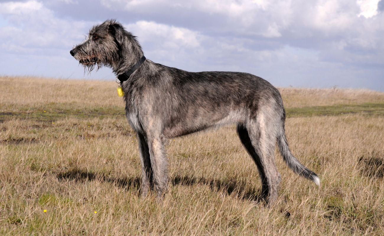 How To Train An Irish Wolfhound