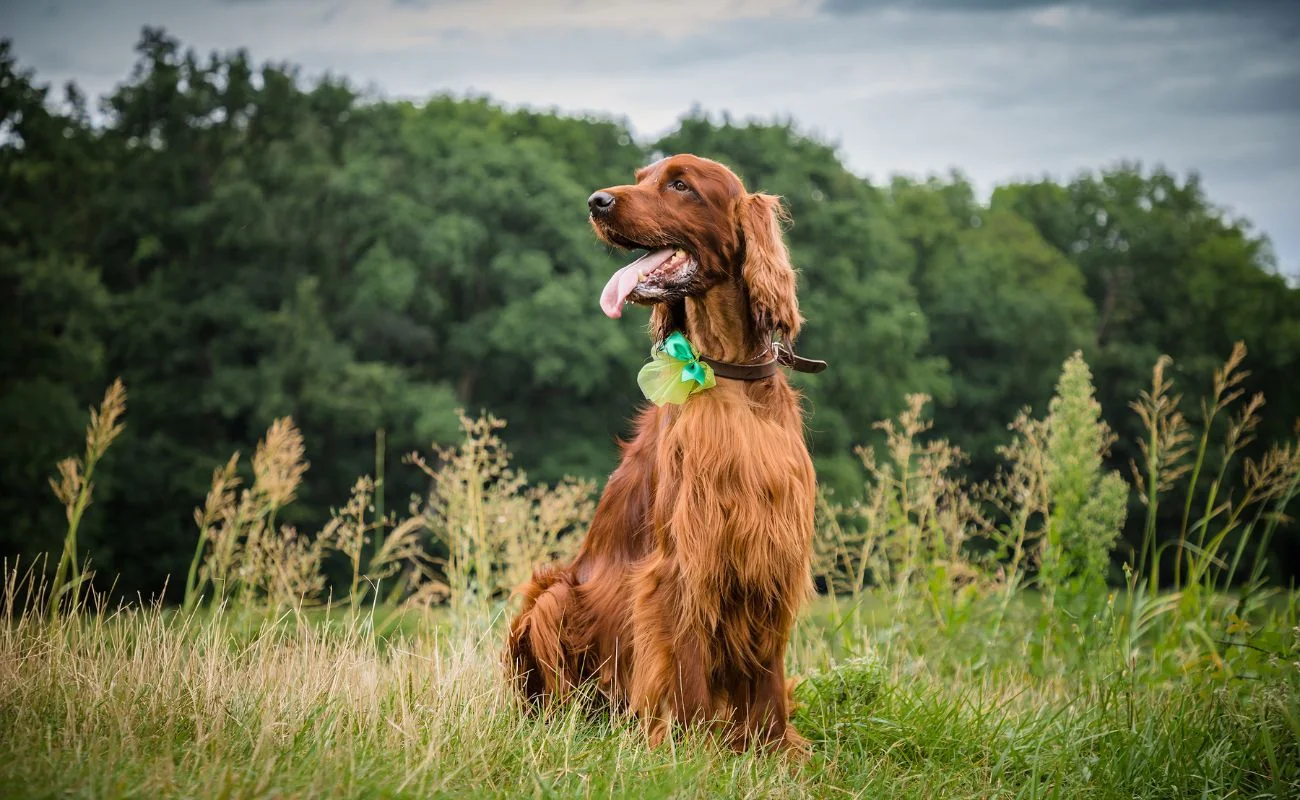 10 Irish Setter Training Tips For Dog Owners