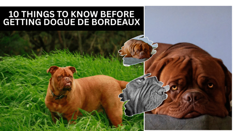 10 Things to Know Before Getting Dogue de Bordeaux