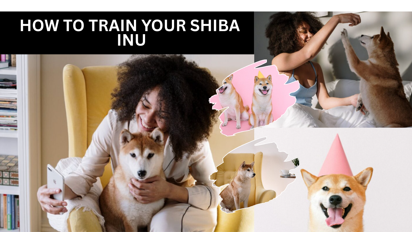 How To Train Your Shiba Inu