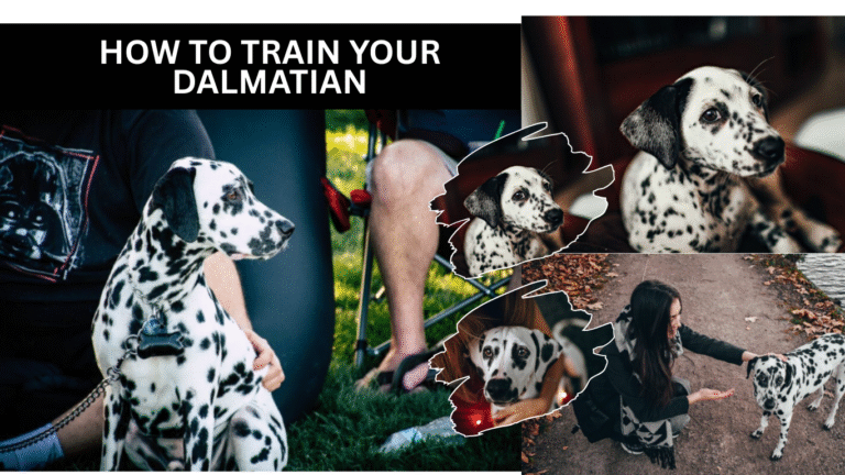 How to Train Your Dalmatian