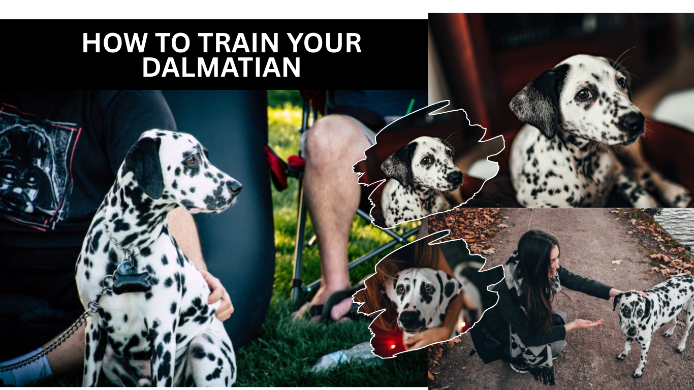How to Train Your Dalmatian