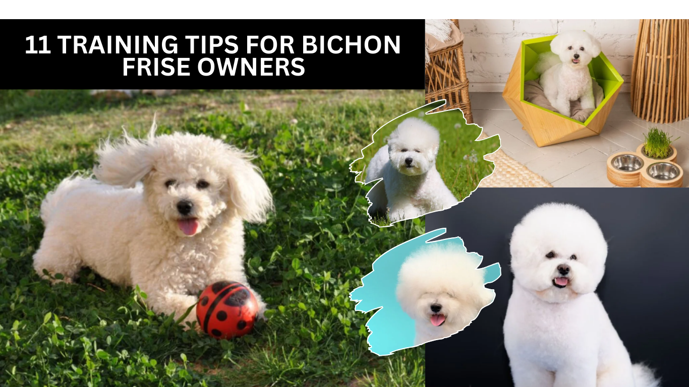 11 Training Tips for Bichon Frise Owners