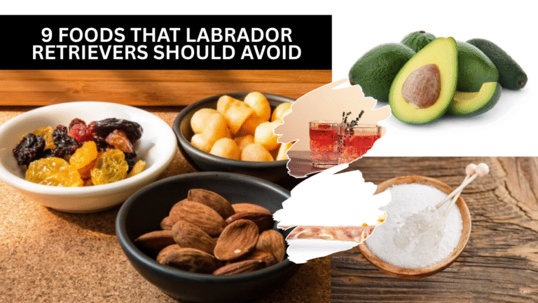 9 Foods That Labrador Retrievers Should Avoid
