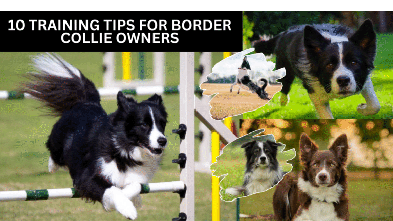 10 Essential Training Tips for Border Collie Owners
