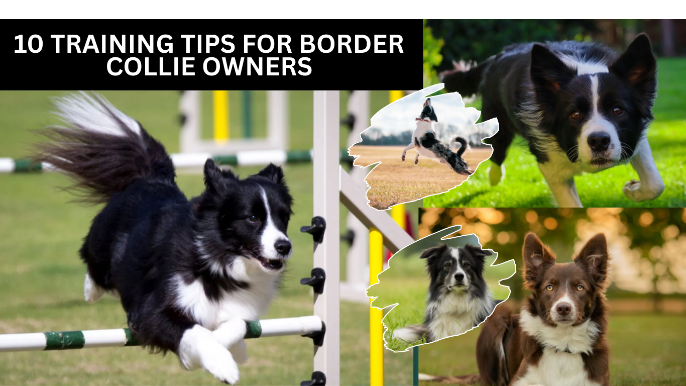 10 Essential Training Tips for Border Collie Owners