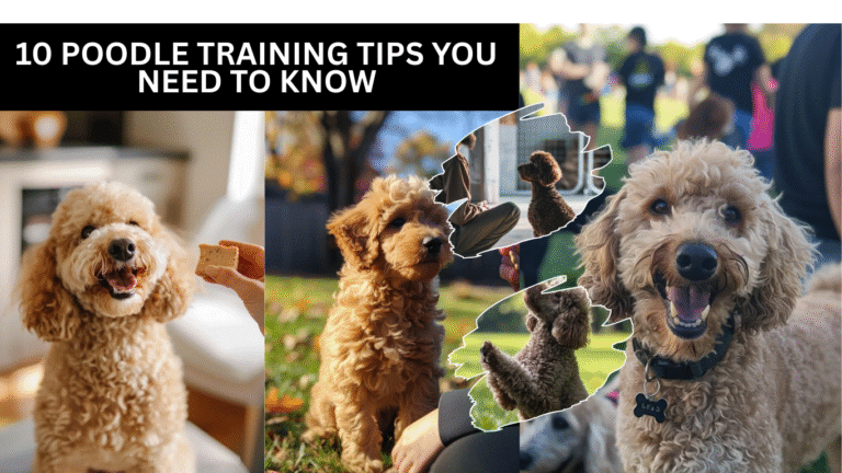 10 Poodle Training Tips You Need To Know
