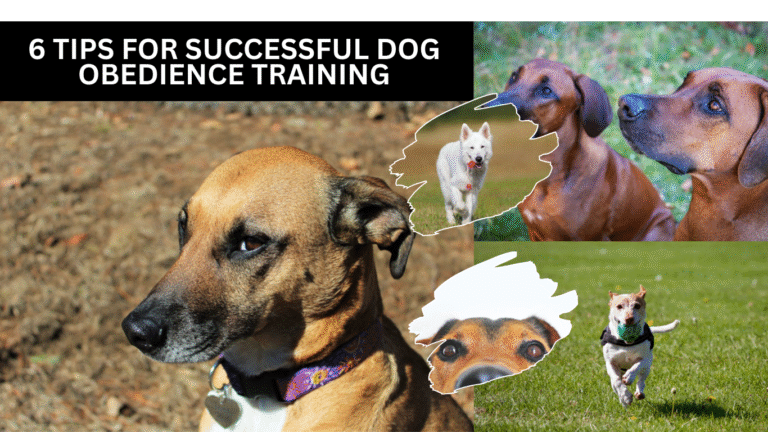 6 Tips for Successful Dog Obedience Training