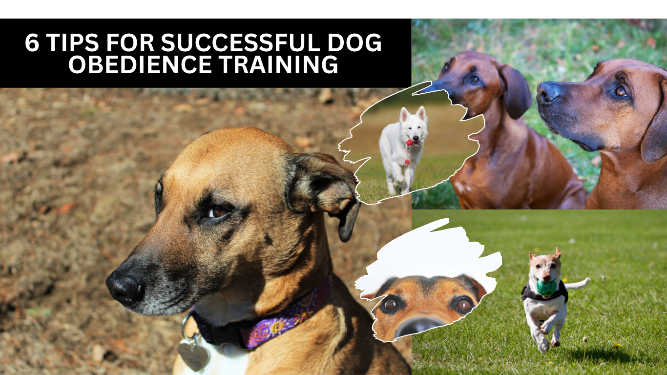 6 Tips for Successful Dog Obedience Training