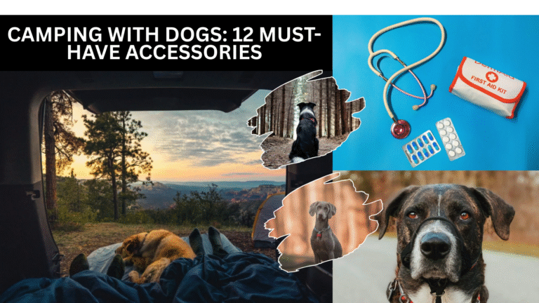 Camping with Dogs: 12 Must-Have Accessories