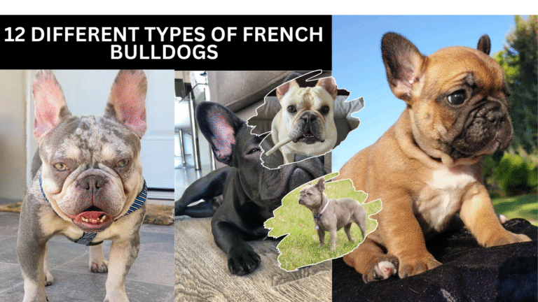 12 Different Types Of French Bulldogs: Frenchie Breeds