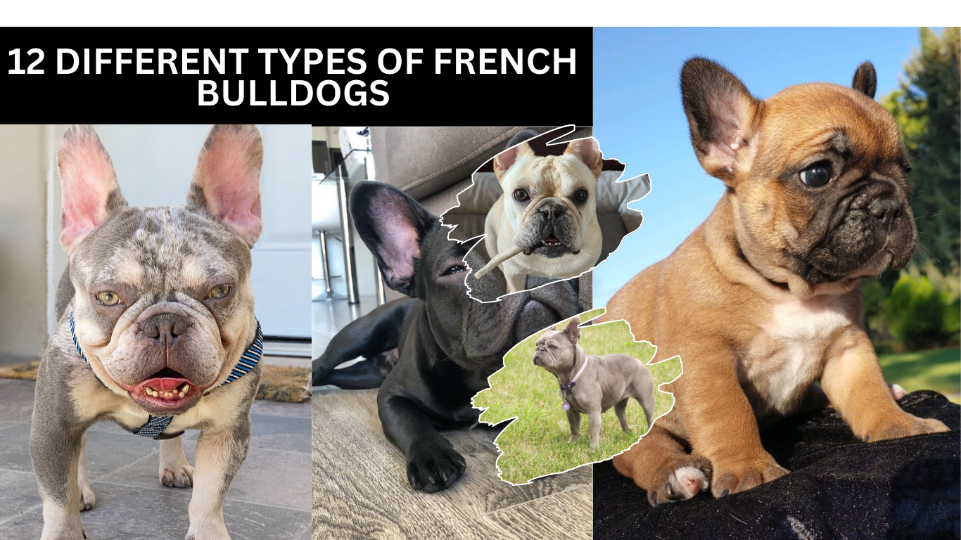 12 Different Types Of French Bulldogs: Frenchie Breeds