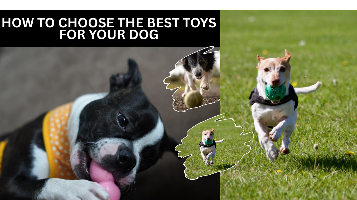 How To Choose The Best Toys For Your Dog