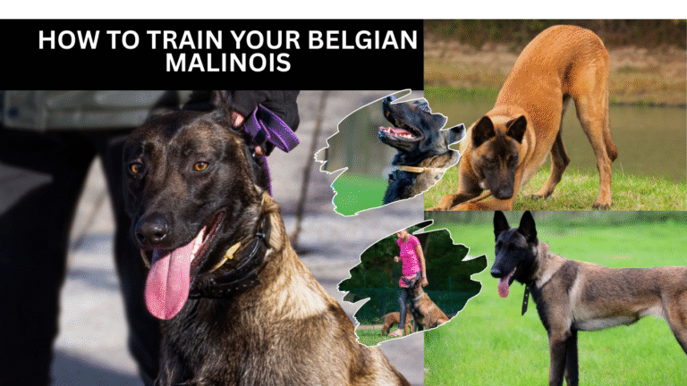 Train Your Belgian Malinois