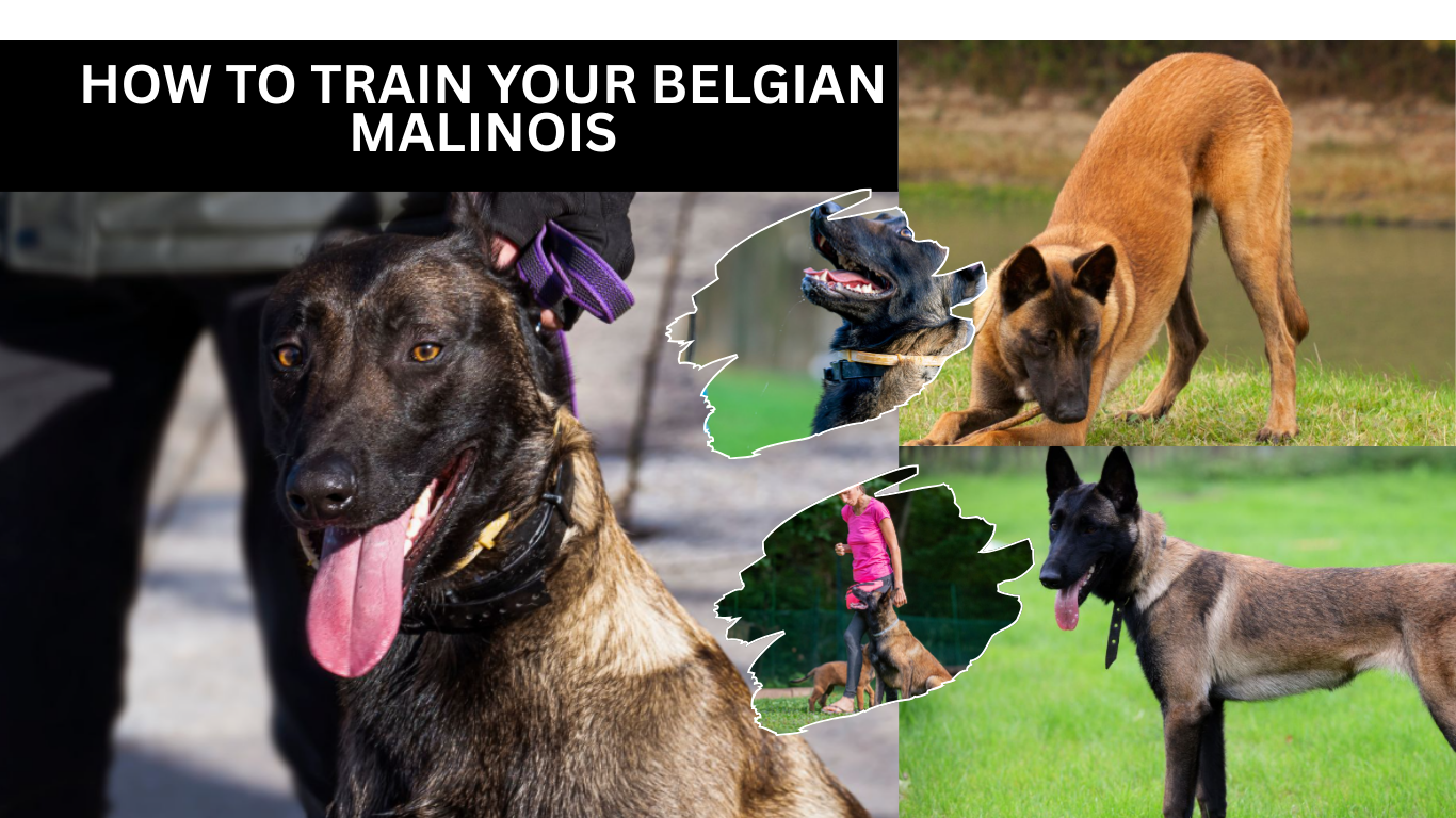 Train Your Belgian Malinois
