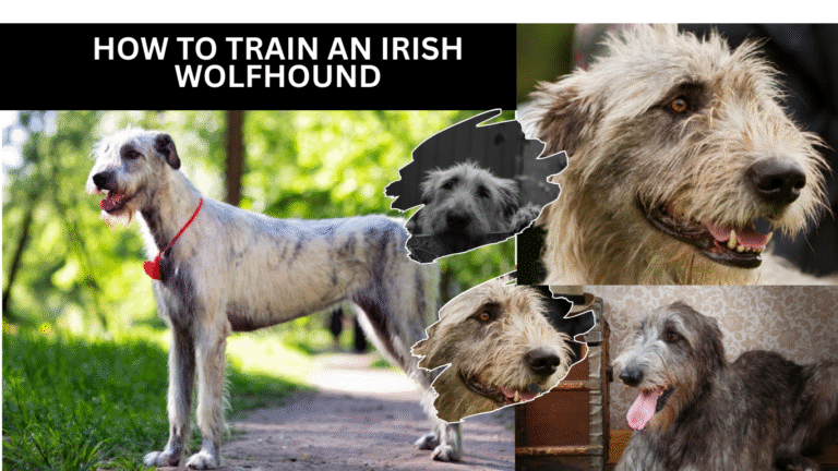 How To Train An Irish Wolfhound