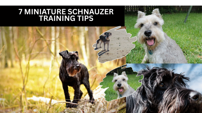 7 Miniature Schnauzer Training Tips for a Well-Behaved Little Companion
