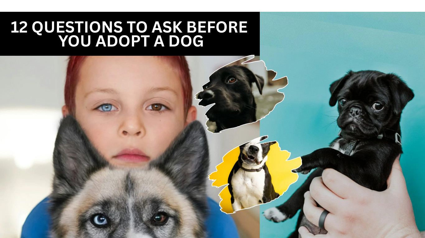 12 Questions To Ask Before You Adopt A Dog