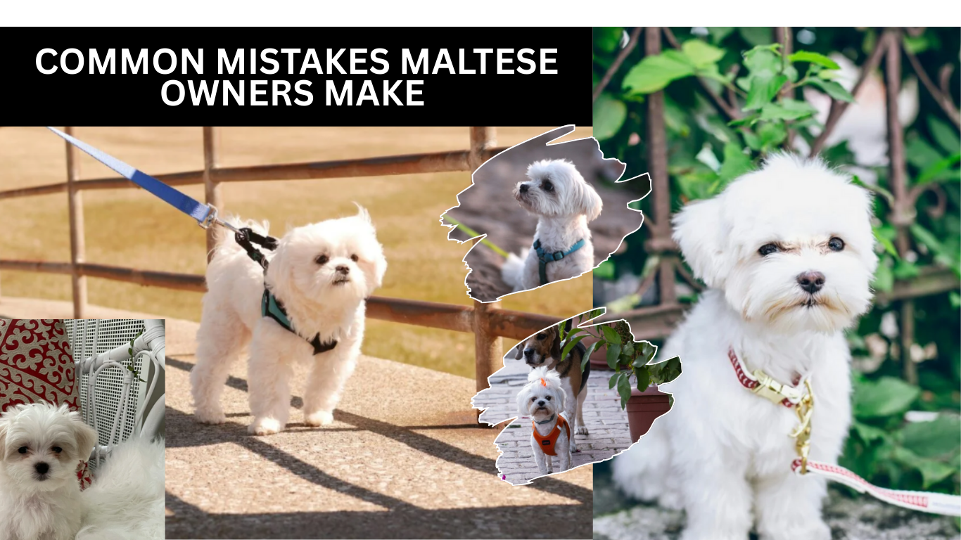 10 Irish Setter Training Tips For Dog Owners