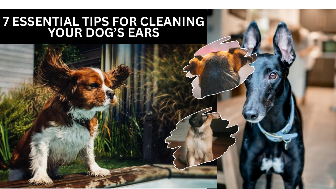 7 Essential Tips for Cleaning Your Dog’s Ears