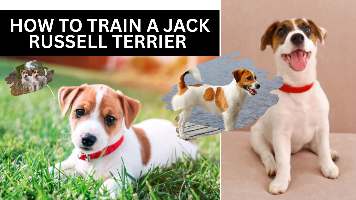 How To Train A Jack Russell Terrier