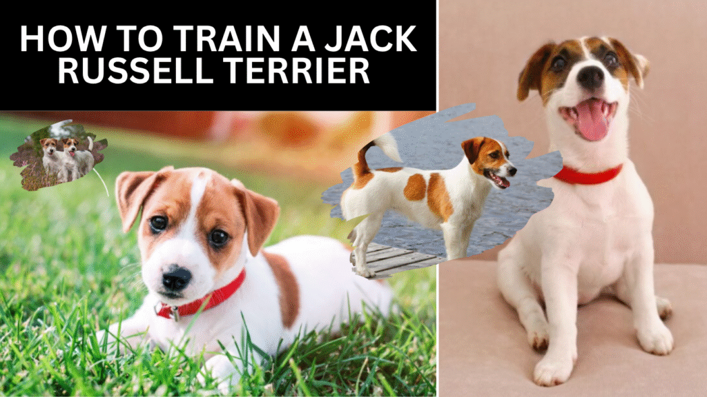How To Train A Jack Russell Terrier