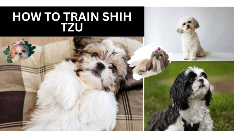 How to Train Shih Tzu