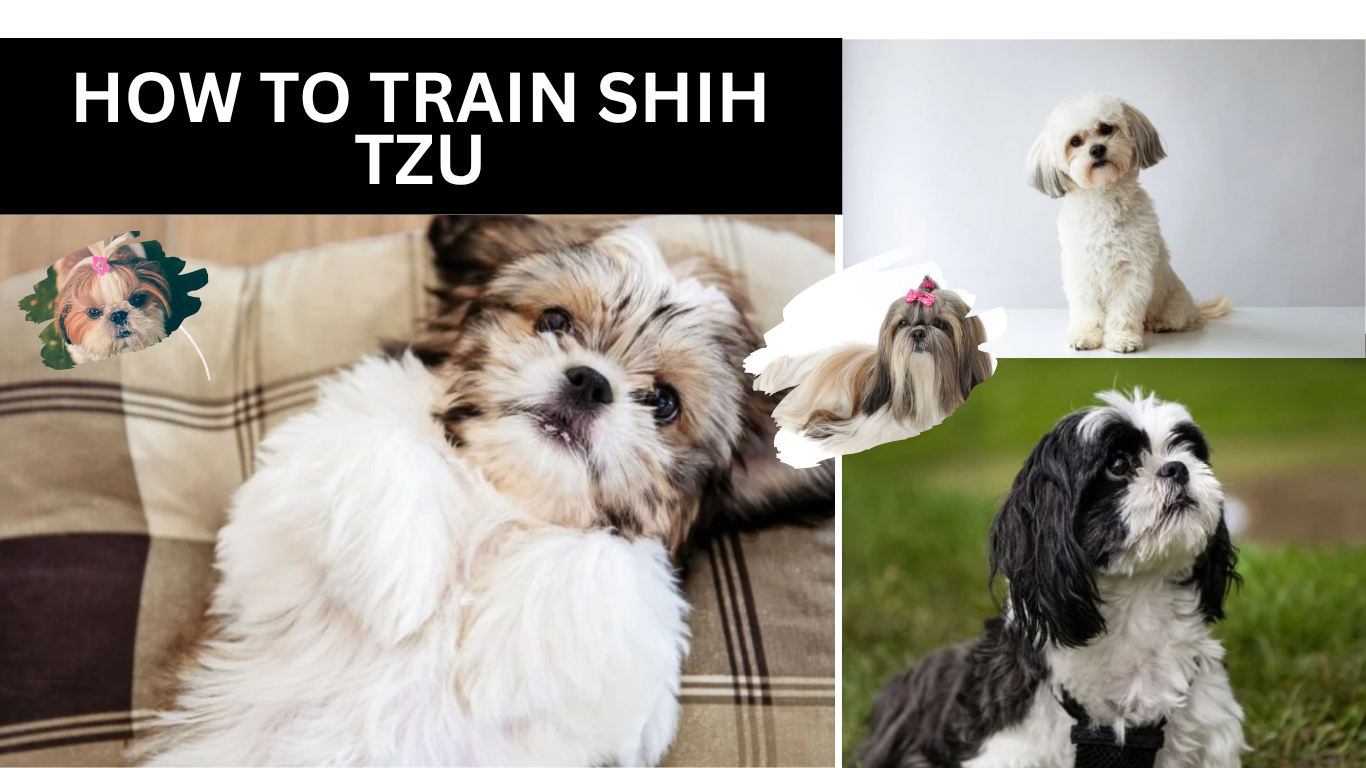 How to Train Shih Tzu