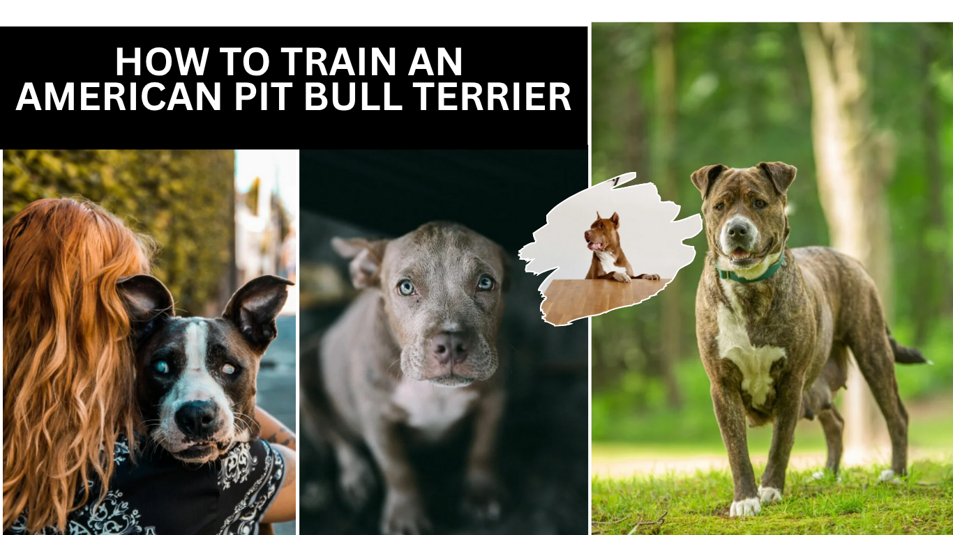 How to Train an American Pit Bull Terrier