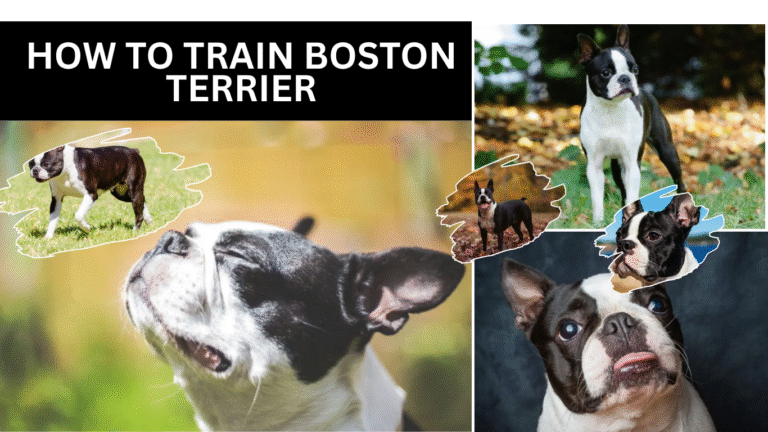 How to Train Boston Terrier