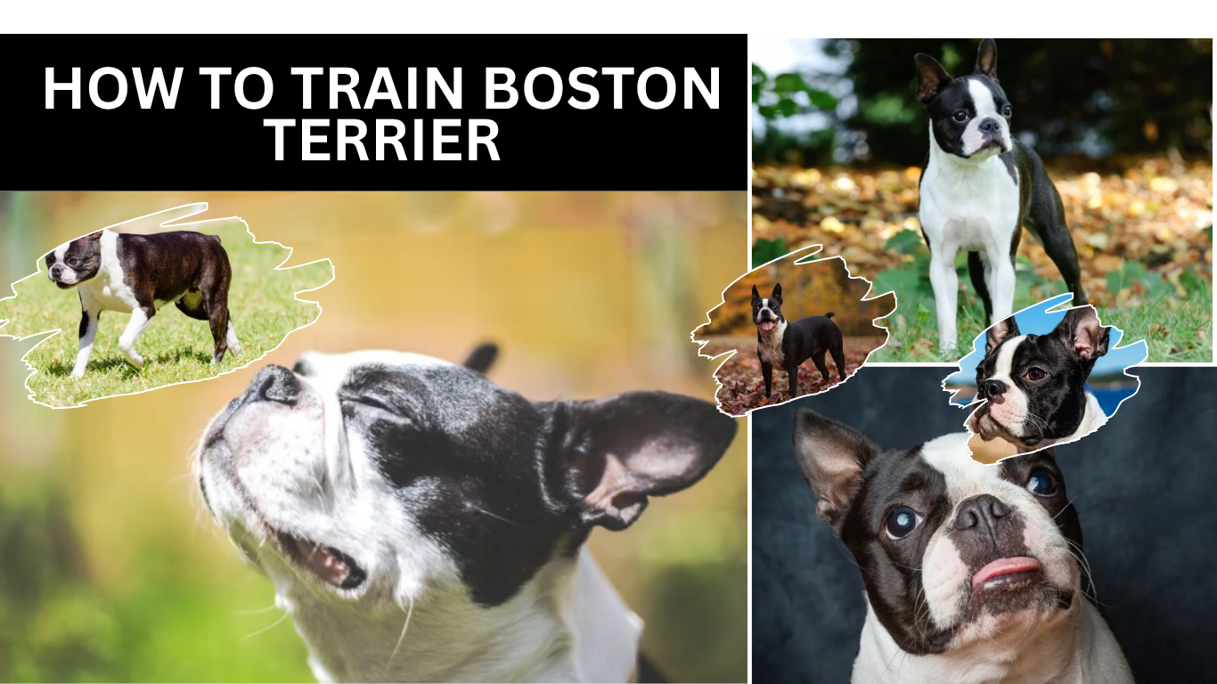 How to Train Boston Terrier