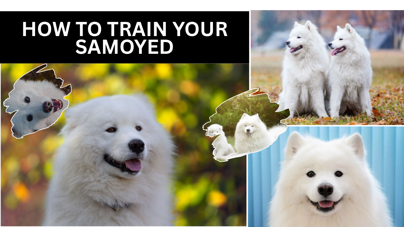 How to Train Your Samoyed