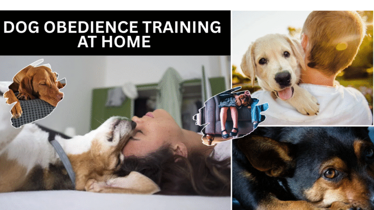 Dog Obedience Training at Home