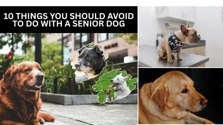 Things You Should Avoid to Do with a Senior Dog