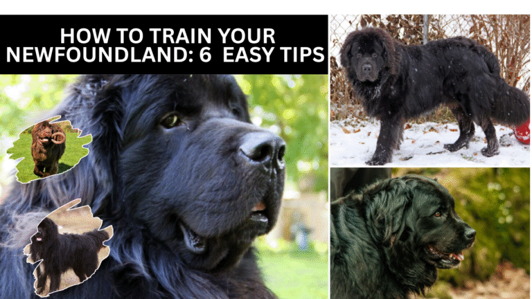 How to Train Your Newfoundland: 6 Easy Tips