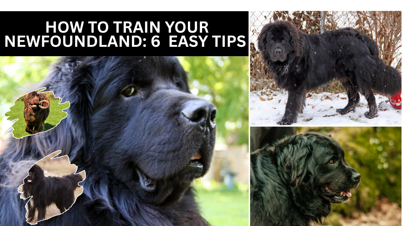 How to Train Your Newfoundland: 6 Easy Tips