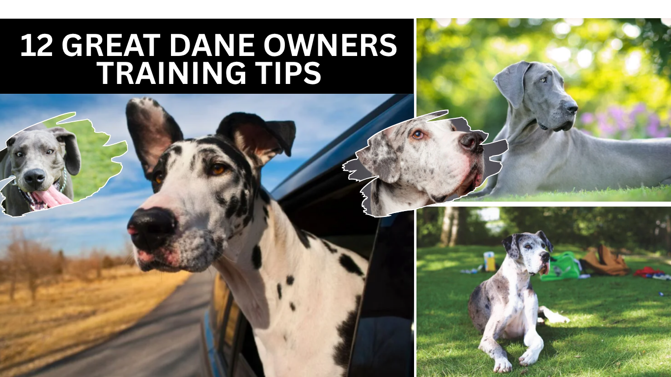 Great Dane Owners Training Tips