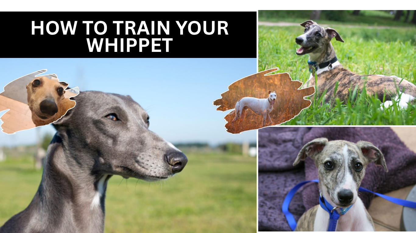 How to Train Your Whippet