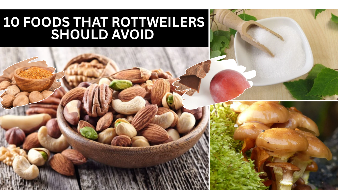 Foods That Rottweilers Should Avoid