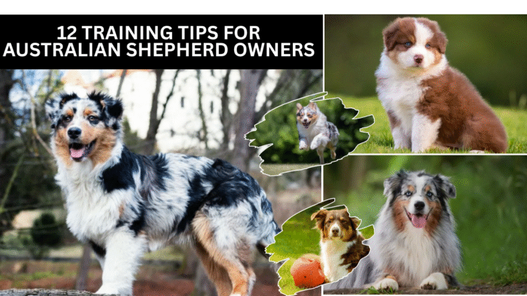 Training Tips for Australian Shepherd Owners
