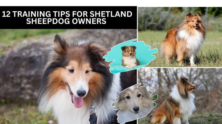 Training Tips for Shetland Sheepdog Owners