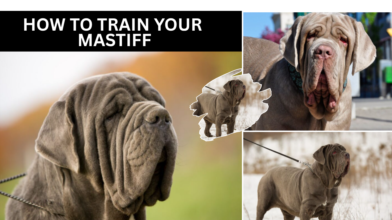 How to Train Your Mastiff
