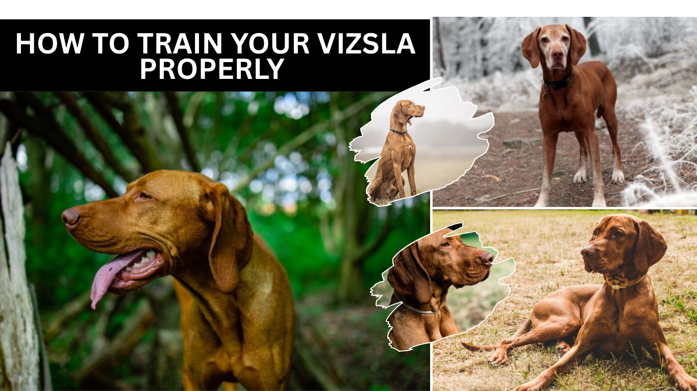 How To Train Your Vizsla Properly