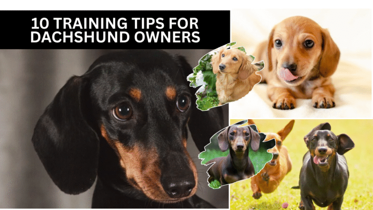 10 Training Tips for Dachshund Owners