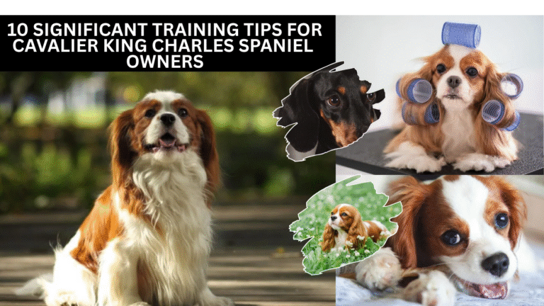 Training Tips for Cavalier King Charles Spaniel Owners