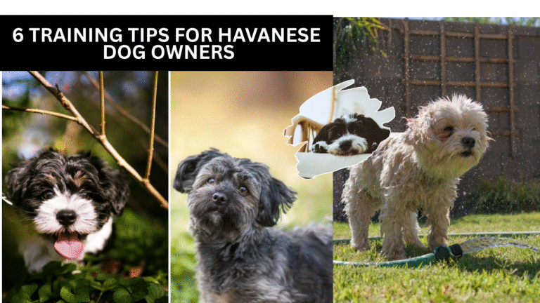 Training Tips for Havanese Dog Owners