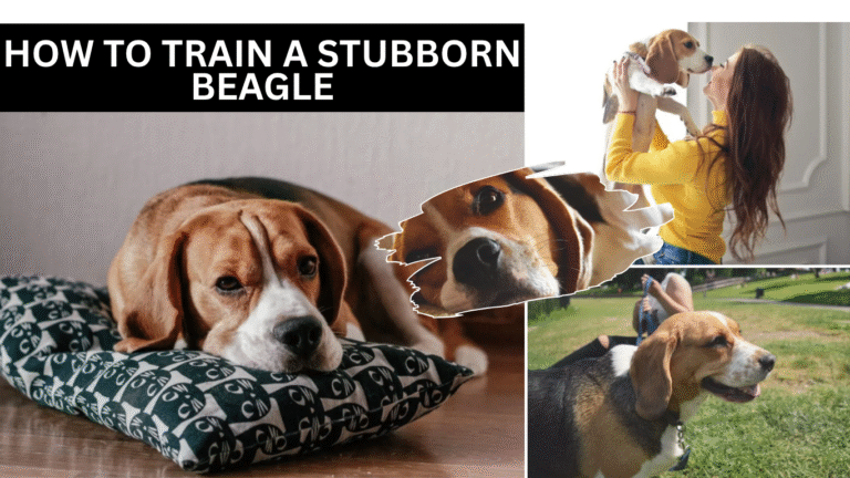 How To Train a Stubborn Beagle