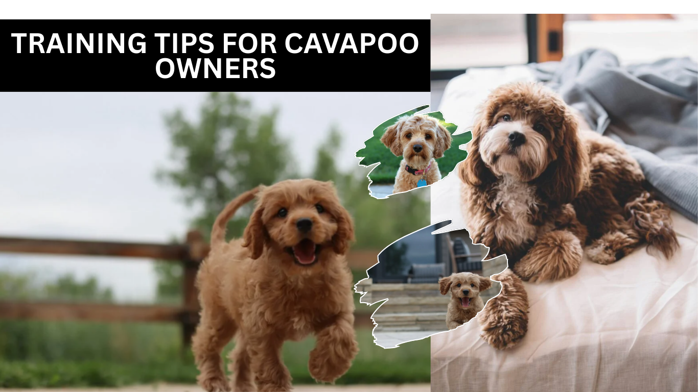 Training Tips for Cavapoo Owners