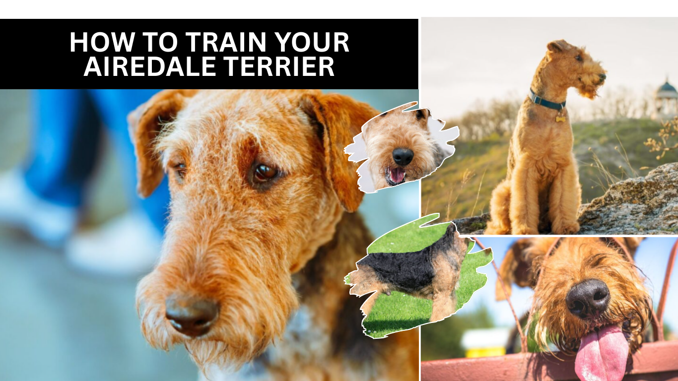 How to Train Your Airedale Terrier