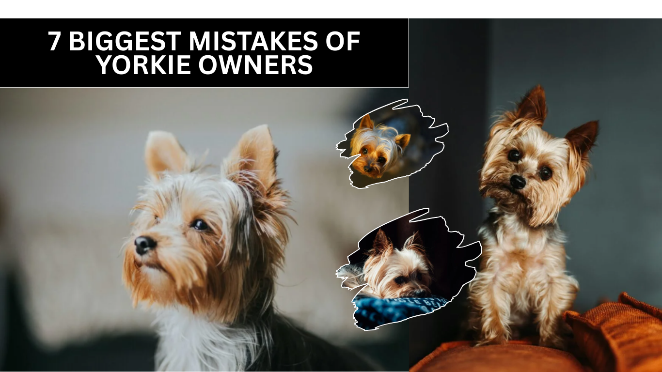 7 Biggest Mistakes Of Yorkie Owners
